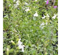Semi di salvia, per giardino di Semi Salvia greggii, copertura del terreno perenni esotiche vecchie varietà 550pcs