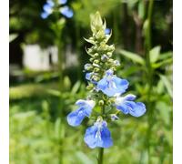 semi di salvia perenne resistente - giardino aiuole rialzate esotiche balcone 250pcs