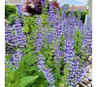 semi di salvia perenne resistente - giardino decorazione 100pcs