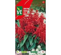 Semi di Salvia Rossa - Pianta Resistente - Colore del Fiore Rosso - Contenuto 0,5 g
