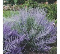 semi di salvia russa, esotico resistenti per giardini rocciosi semi di selvatici vecchie varietà come bomboniera arbusti, resistenti raro 80pcs