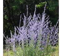 semi di salvia russa, organico arbusti, resistenti esotico resistenti vecchie varietà semi di selvatici raro come 80pcs