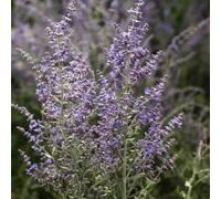 semi di salvia russa, semi di come bomboniera vecchie varietà arbusti, resistenti raro per giardinieri resistenti copertura del 150pcs