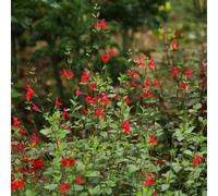 Semi di salvia, Salvia greggii, da balcone semi di farfalle vecchie varietà e perenni rare regali per gli amanti del giardino giardino 150pcs