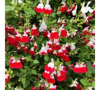 Semi di salvia, Salvia greggii, semi di resistenti all'esterno da giardino roccioso resistenti aromatiche regali per gli 500pcs