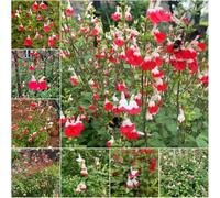 semi di salvia semi balcone salvia da giardino giardino resistenti per balconi rocce resistenti 200pcs