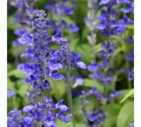 semi di salvia semi da giardino in resistenti, decorativi in 40pcs