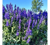 Semi di Salvia - semi di perenni Salvia japonica - selvatiche decorazione da giardino per esterni semi per aiuole rialzate biologici esotici 400pcs