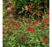 Semi di salvia, semi di Salvia greggii, esotiche da balcone rare resistenti all'esterno selvatiche da giardino 850pcs