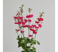 Semi di salvia, semi di Salvia greggii, giardino resistenti per il giardino vecchie varietà perenni esotiche selvatiche da 450pcs