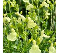 Semi di salvia, Semi di Salvia greggii, resistenti all'esterno da balcone vecchie varietà farfalle giardino 300pcs