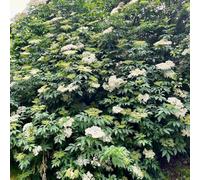 semi di sambuco - aiuole rialzate balcone esotiche resistenti varietà antiche appartamento 150pcs