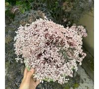 semi di sambuco - aiuole rialzate per giardino, arredamento del soggiorno e raro reciso, balcone e decorazione per esterno in vaso 200pcs