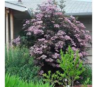 semi di sambuco - appartamento interno balcone perenni resistenti 100pcs