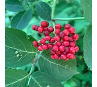 semi di sambuco - balcone appartamento interno aiuole rialzate vecchie varietà giardino 50pcs