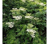 Semi di sambuco - balcone ornamentali vecchie varietà resistenti resistenti rialzata giardino balcone per i luoghi 90pcs