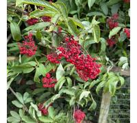 semi di sambuco - balcone per da interno resistenti per il giardino decorazioni esterni, 100pcs