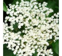 semi di sambuco - balcone, vecchie varietà esotiche resistenti, giardino 300pcs