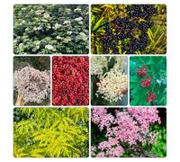 Semi di sambuco - biologici per esterno rara rampicante rampicanti recisi balcone Giardino roccioso, resistenti per il pieno sole 500pcs
