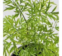 semi di sambuco, da giardino acquistare una di sambuco resistenti arbusti da resistenti regali sostenibili arbusti resistenti resistenti 300pcs