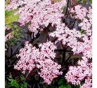 semi di sambuco - da ufficio balcone interno in resistenti biologici vecchie varietà 100pcs