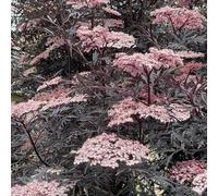 semi di sambuco - decorazione del soggiorno perenni resistenti biologici da ufficio 300pcs