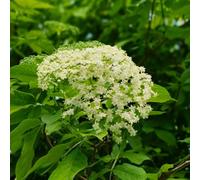 semi di sambuco, esotiche acquistare una di sambuco resistenti per il giardino semi di arbusti sempreverdi resistenti 20pcs