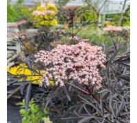 Semi di sambuco - giardino Aiuole rialzate per il giardino arredamento del soggiorno decorazioni per esterni tappezzanti in vaso 800pcs