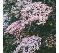 semi di sambuco - giardino interno esotiche resistenti varietà antiche balcone letto rialzato 400pcs