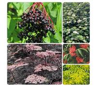 Semi di sambuco giardino rara rampicante rampicanti Giardino roccioso resistenti per il pieno sole arredamento del soggiorno Vecchie 700pcs