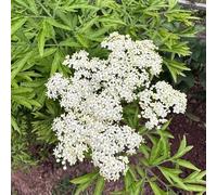 semi di sambuco - giardino resistenti decorativa per balcone rialzato vecchie varietà 50pcs