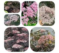 semi di sambuco, giardino roccioso e Aiuole rialzate, roccioso resistente per il pieno sole, in vaso tappezzante rialzato 400pcs