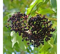 Semi di sambuco giardino roccioso giardino decorative roccioso resistenti per il pieno sole rara 420pcs