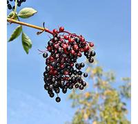 Semi di sambuco - Giardino roccioso, resistenti per il pieno sole tappezzanti in vaso rialzata Vecchie varietà resistenti rara rampicante in vaso 300pcs