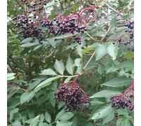 semi di sambuco - perenni resistenti biologici balcone esotiche 250pcs