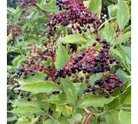 Semi di sambuco rara rampicante biologici per esterno Vecchie varietà resistenti Aiuole rialzate per il giardino giardino decorazioni esterni 300pcs