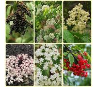 semi di sambuco, resistenti acquistare da giardino resistenti da giardino decorativi 300pcs