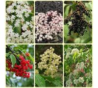 semi di sambuco, resistenti acquistare una di sambuco sul balcone, vecchie varietà di semi regali sostenibili da giardino 600pcs