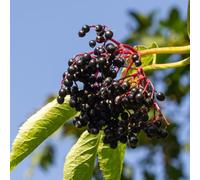 semi di sambuco - resistenti all'esterno, per il giardino di vecchie varietà da balcone, 150pcs