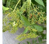 Semi di sambuco, resistenti all'esterno semi di selvatici giardino arbusti acquistare da frutto da giardino roccioso 600pcs