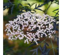 semi di sambuco - resistenti biologici da balcone Decorazione 420pcs