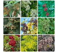 semi di sambuco, resistenti giardino decorazione balcone, esotiche 300pcs