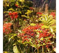 semi di sambuco, semi di esotiche resistenti da giardino arbusti 20pcs