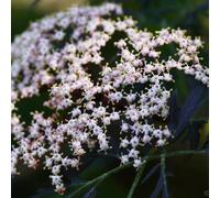 semi di sambuco, vecchie varietà resistenti balcone 420pcs