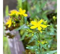 Semi di San Giovanni - balcone perenni resistenti biologici 50pcs