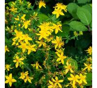 Semi di San Giovanni - campo perenni resistenti aiuola rialzata 100pcs