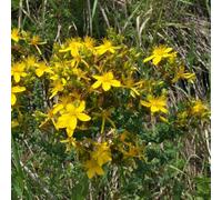 Semi di San Giovanni - Giardino interno resistenti 350pcs