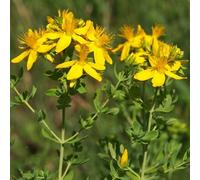 Semi di San Giovanni - giardino perenni resistenti biologiche 150pcs