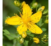 semi di San Giovanni, per esterni da giardino, perenni, resistenti, appartamento, 100pcs