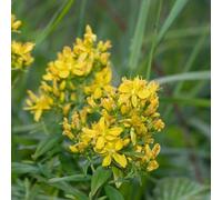 semi di San Giovanni, per esterni, tappezzanti, perenni estremamente resistenti, esotiche, giardino 200pcs